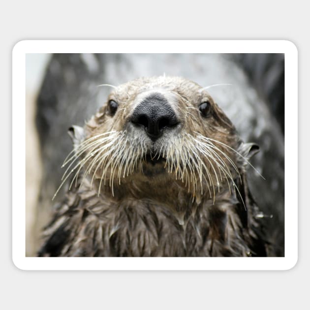 Sea Otter Face Sticker by DeniseBruchmanPhotography